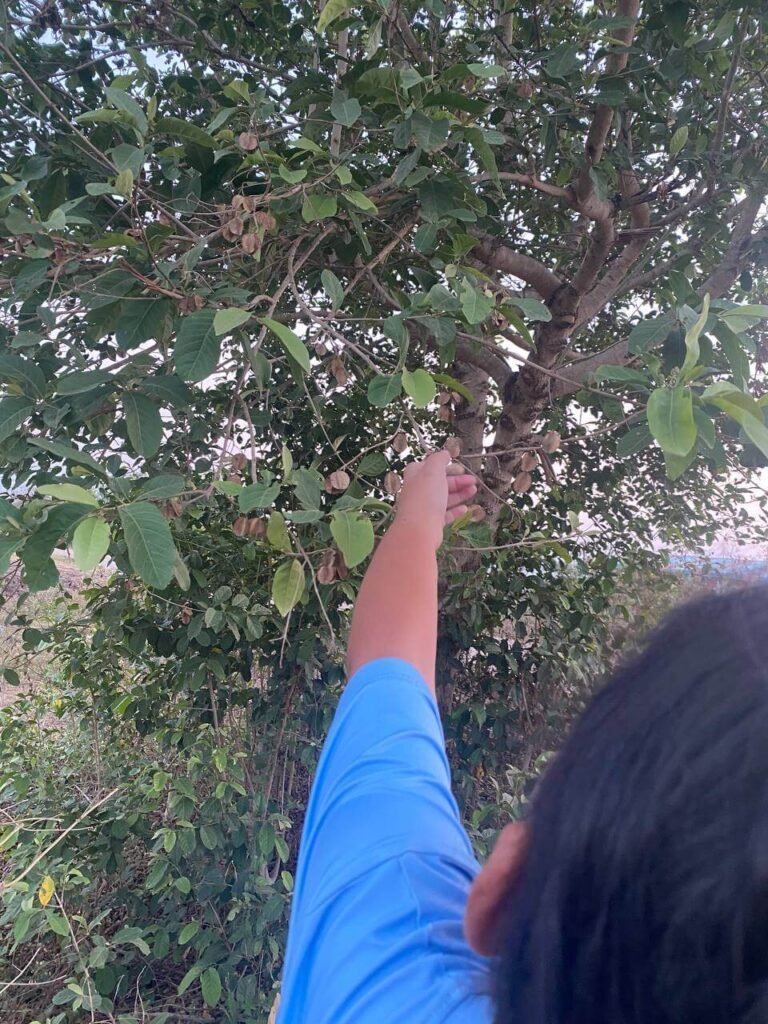 A young child in a blue shirt reaching up to examine seed pods on a leafy tree branch.