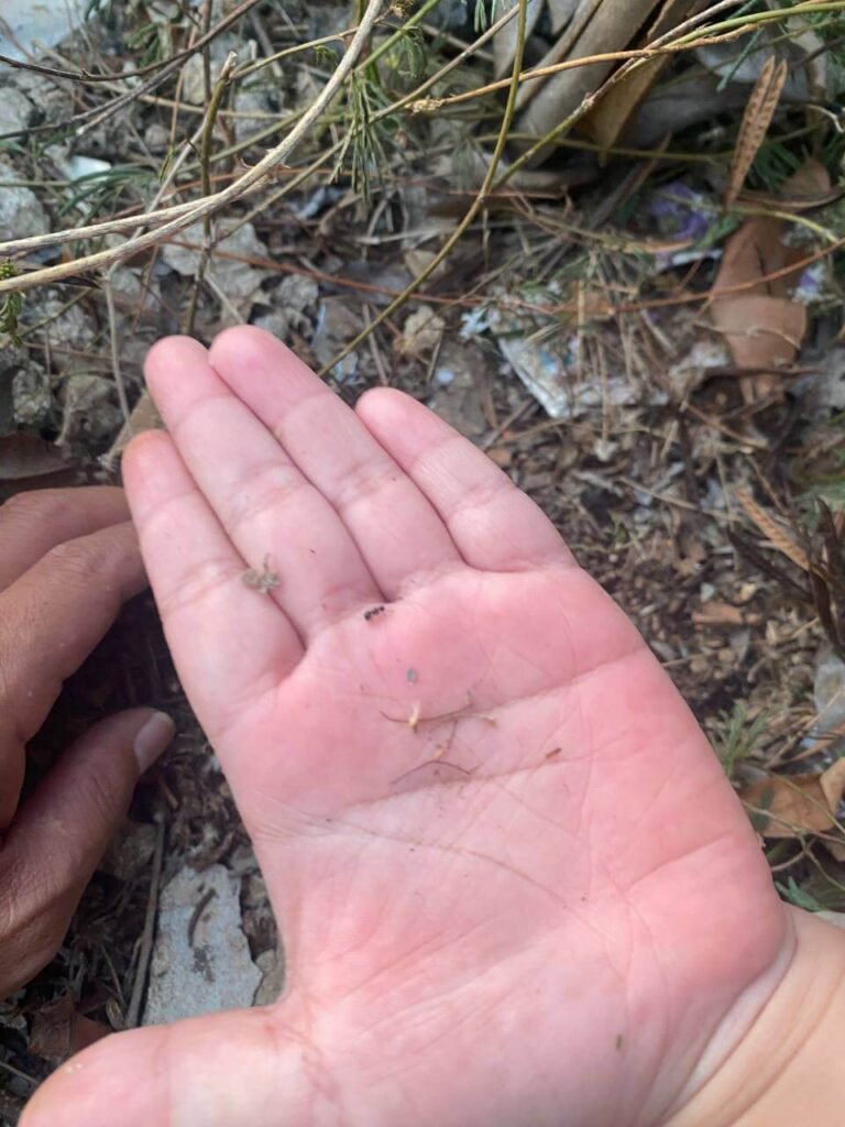 A finger pointing closely at a black ant crawling on a small green plant surrounded by dry brown leaves.