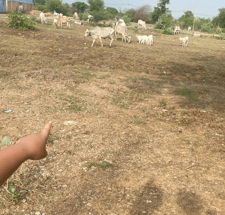 A young child's arm pointing towards a herd of white cows grazing in a dry field