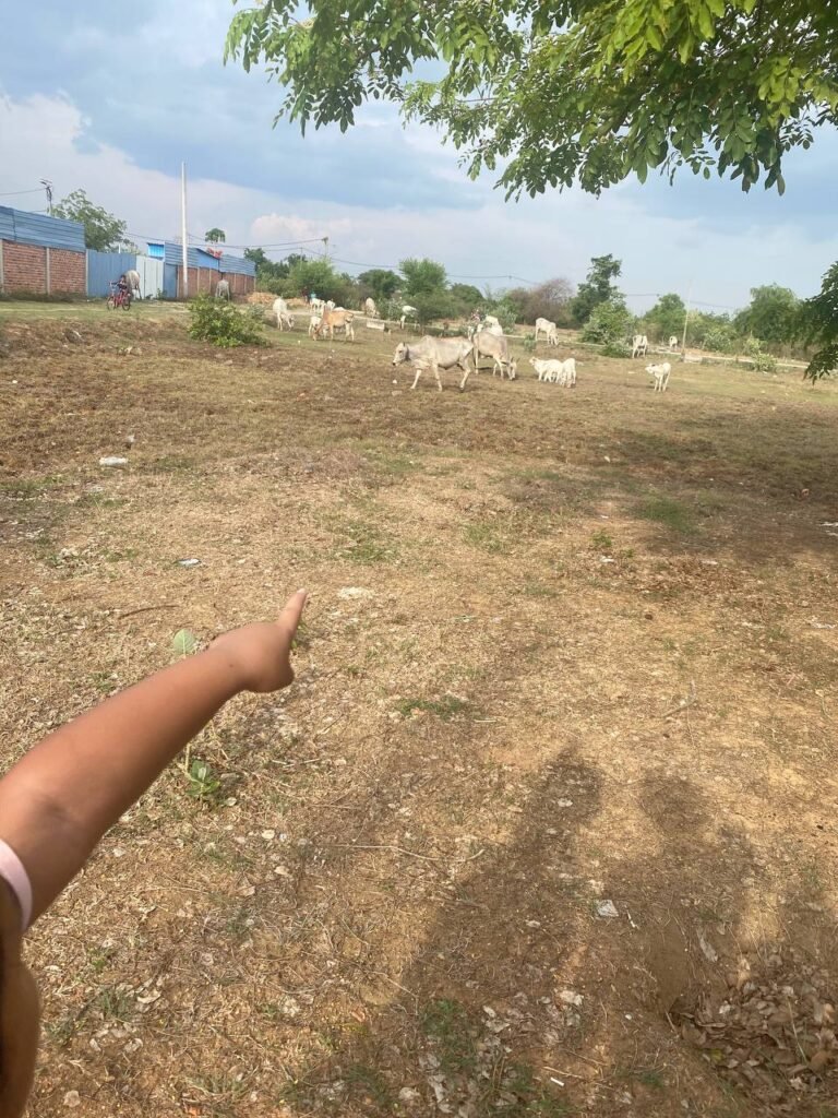 A child's arm pointing toward a herd of white cows grazing in a dry field in the Cambodian countryside.